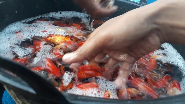 パソナインドネシアです。今日は、西ジャワ州の料理PAYO魚をご紹介します。